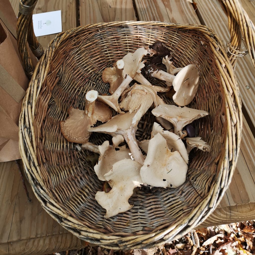 Basket of mushrooms