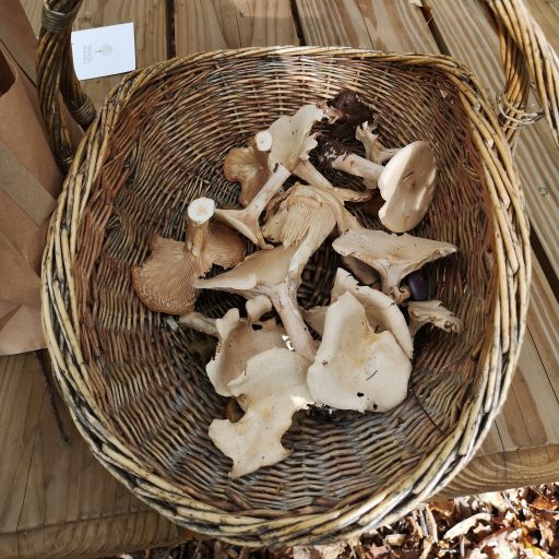 Basket of mushrooms