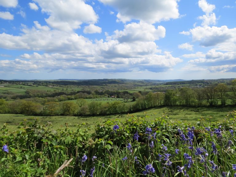 bluebells in hedge with fields and hedges towards horizon