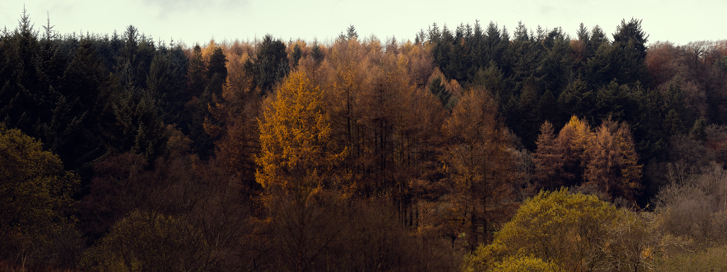 Autumnal scene of colourful trees