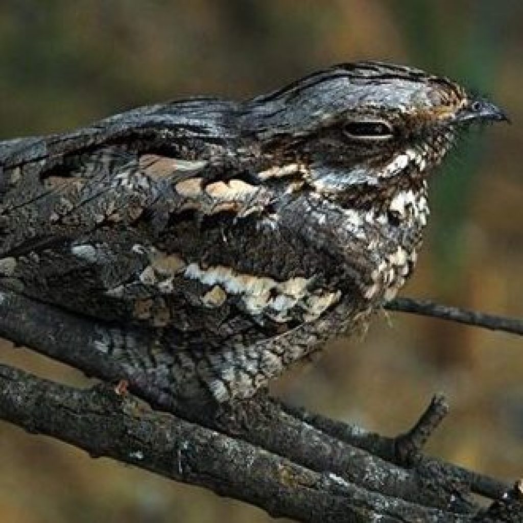 Nightjar close-up