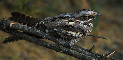 nightjar sat on a twig