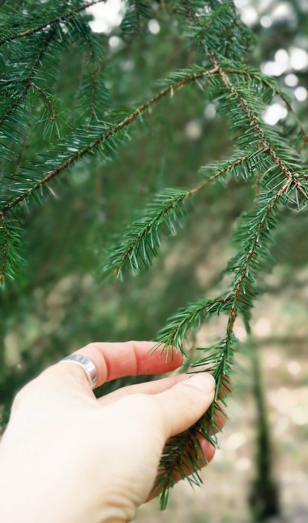 A hand reaches out to touch the pine needles on a tree