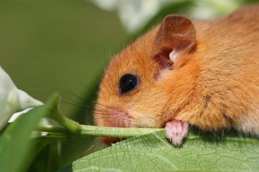 Dormouse sat beside a flower