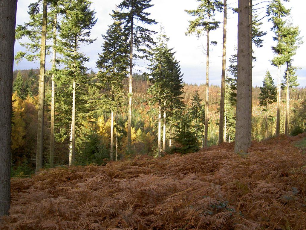 conifer woodland