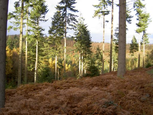conifer woodland