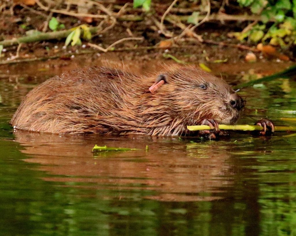 Beaver in water feeding on a piece of willow