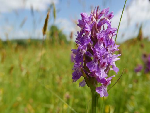Purple orchid
