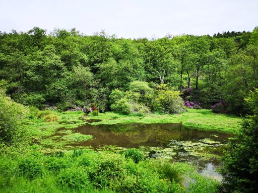 A view over the lake surrounded by vegetation