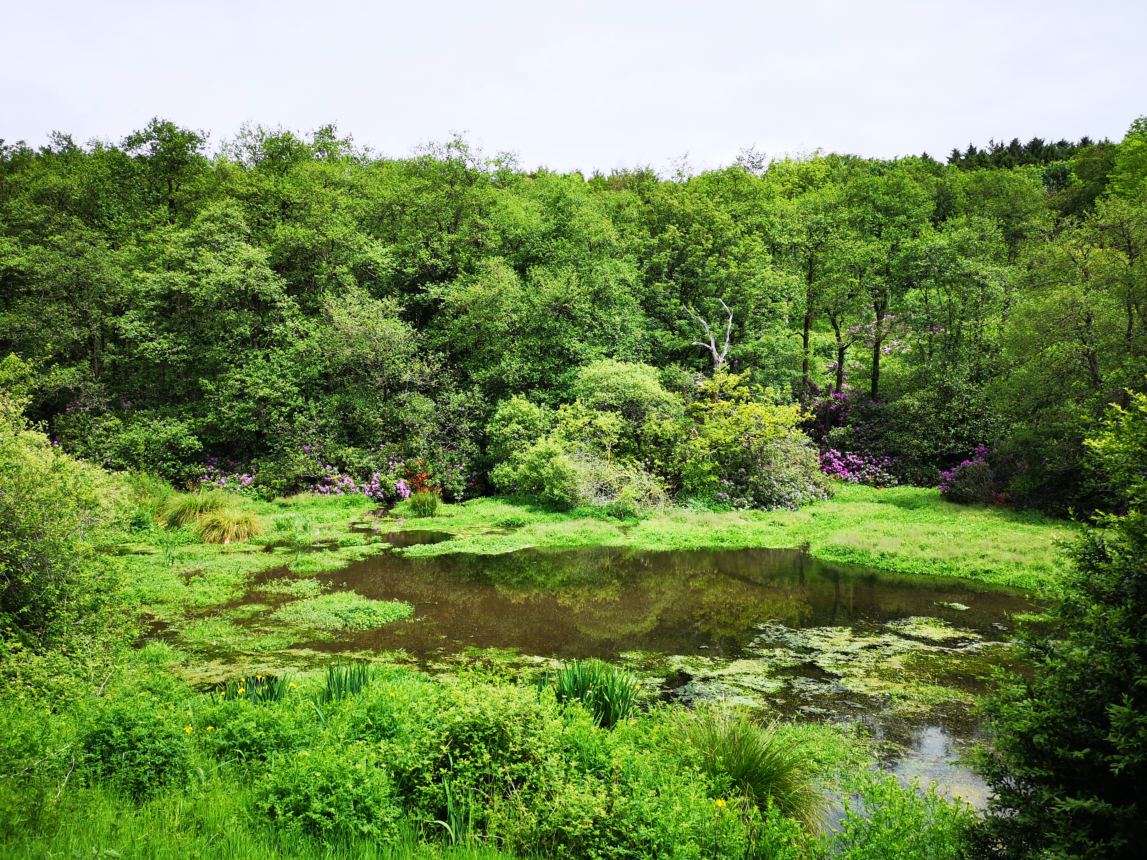 A view over the lake surrounded by vegetation