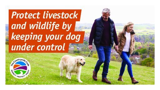 Protect livestock and wildlife by keeping your dog under control poster
