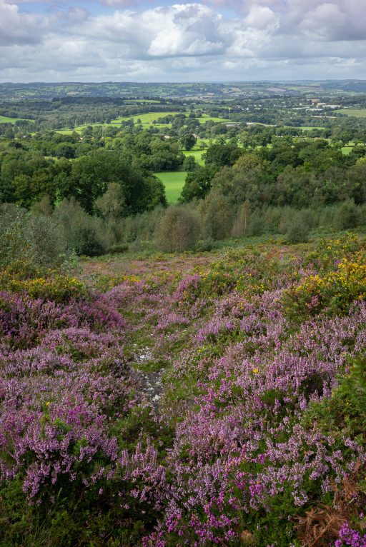 Blackdown Hills heather hill