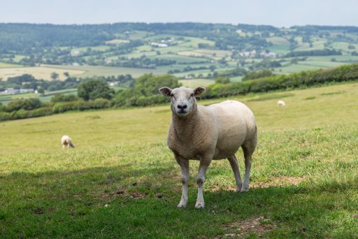 close-up of a white texel sheep