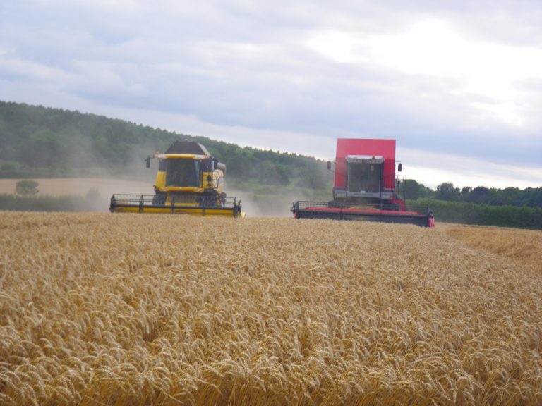 red and yellow combine harvester in wheat