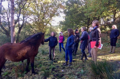 A group of people looking at horses grazing