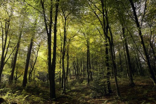 Neroche woodland