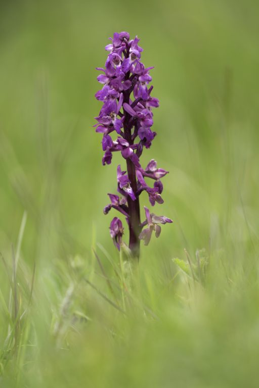 An early purple orchid amongst the grass