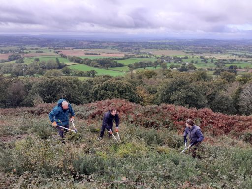 Volunteers at Hembury using hand tools to clear scrub. Blackdown Hills landscape in the background.