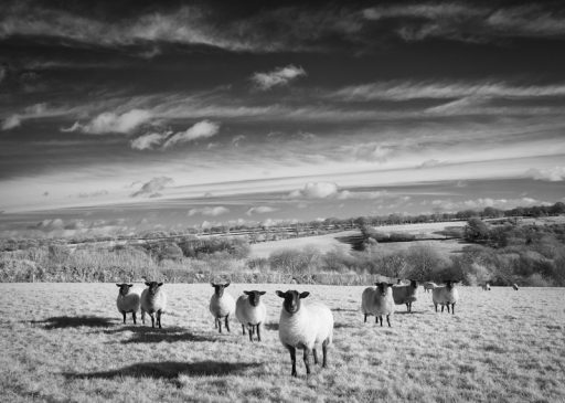 A flock of sheep in with the backdrop of the Blackdown Hills landscape