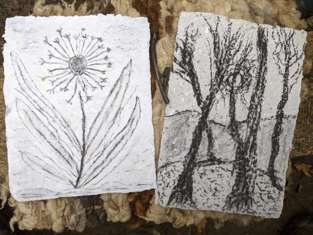 Somerset Nature Connections 2 sketches one of a flower and one of a tree