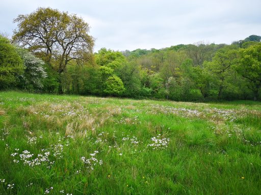 small paddock with wild flowers and with woodland