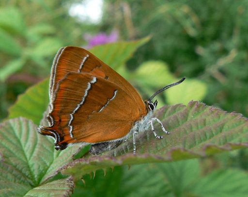 Patterned black and orange butterfly on a leaf