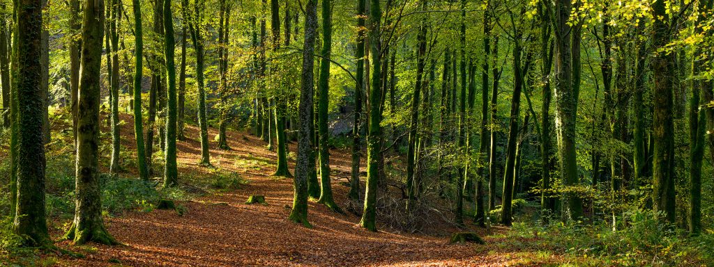 Neroche woodland autumn scene with lots of trees and leaves on the ground
