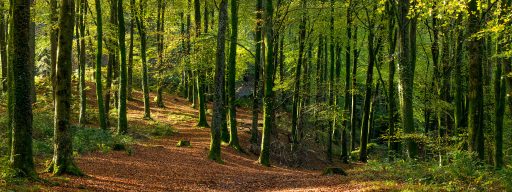Neroche woodland autumn scene with lots of trees and leaves on the ground