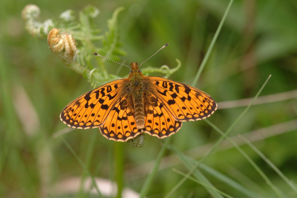 bright orange butterfly sat on a plant