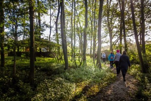 A group of people walking along a path through woodland on a bright day with the sun peeking through the trees