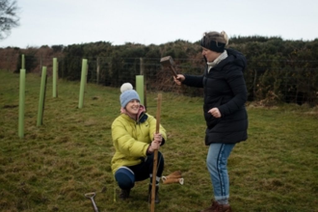 Two people dressed in warm winter clothing planting trees, one is holding a rubber mallet