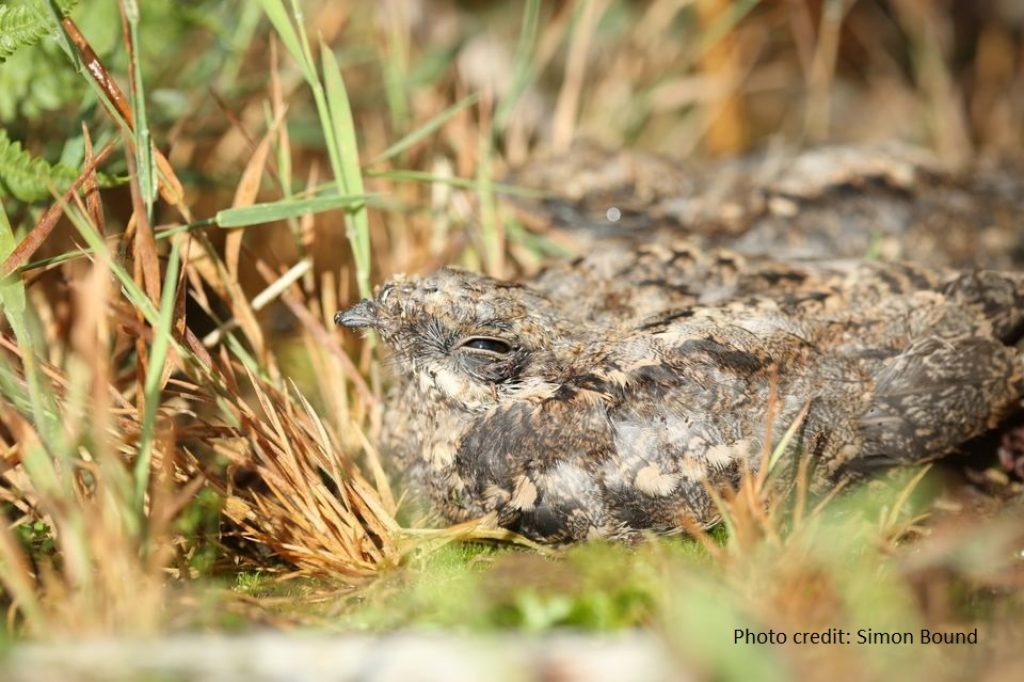 A nightjar well camouflaged on the ground.