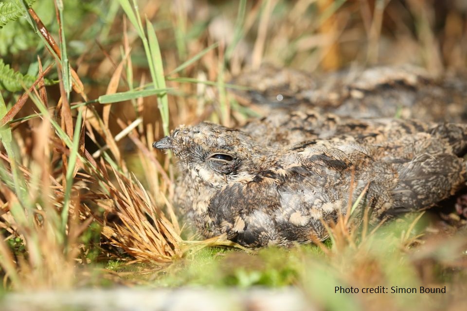 A nightjar well camouflaged on the ground.