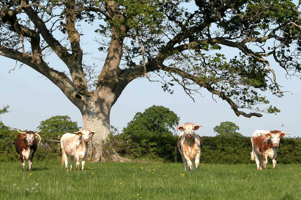 four tan and white Longhorn cattle standing under a large tree