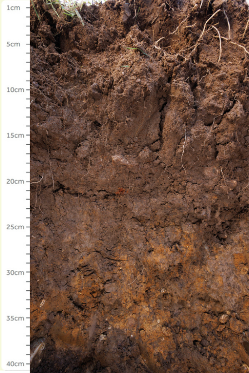 A section of soil
