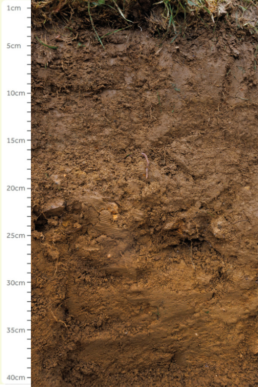 Section of soil