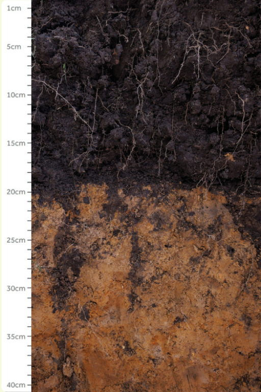 A section of soil with darker soil at the top, and lighter soil beneath