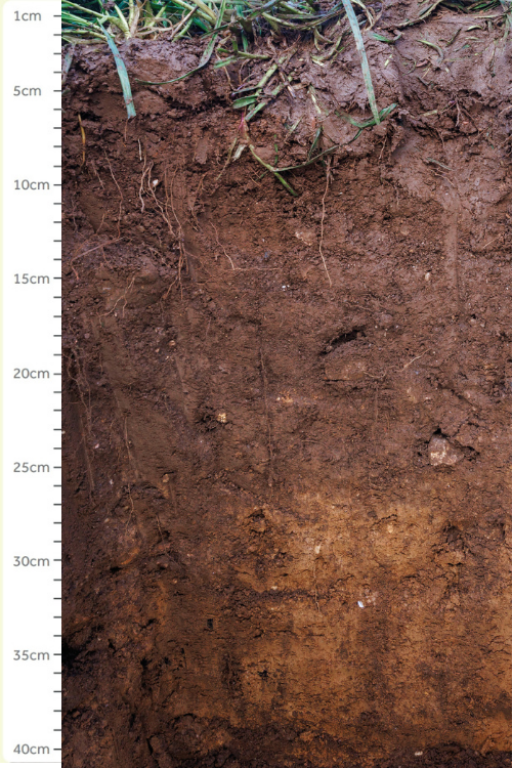 A section of soil