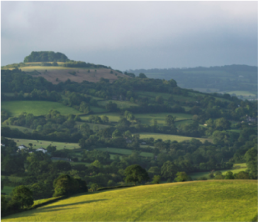 hills, fields and cows in the distance