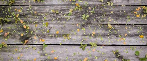 image for the Management plan 2019-2024