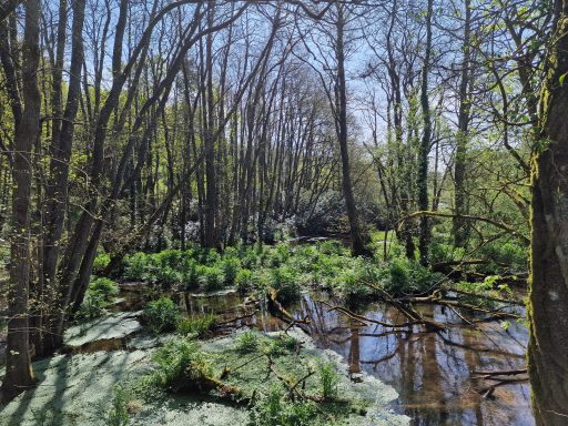 Otterhead Lakes, flooded area created by a beaver dam with trees and water.