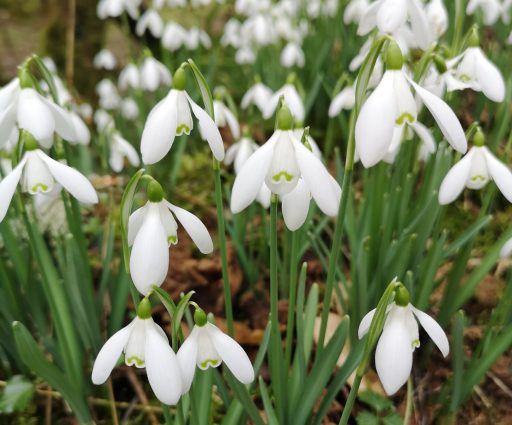 Snowdrops