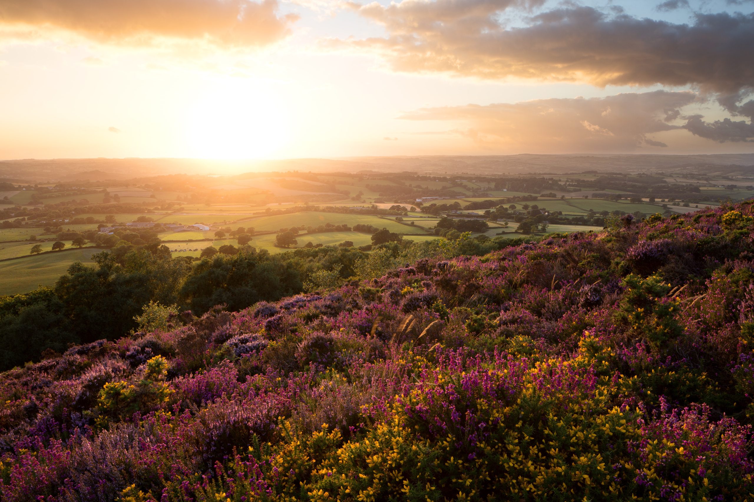 A view of purple heather with the patchwork landscape in the background at sunset.