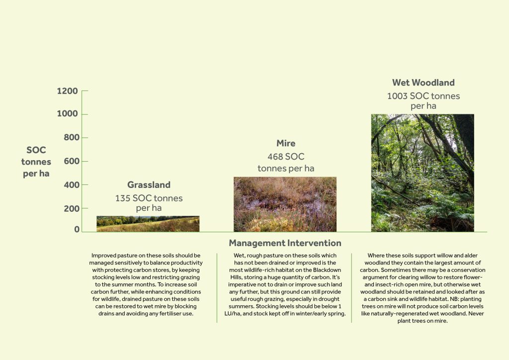 Grassland
135 SOC tonnes per ha
Improved pasture on these soils should be managed sensitively to balance productivity with protecting carbon stores, by keeping stocking levels low and restricting grazing to the summer months. To increase soil carbon further, while enhancing conditions for wildlife, drained pasture on these soils can be restored to wet mire by blocking drains and avoiding any fertiliser use.
Mire
Wet, rough pasture on these soils which has not been drained or improved is the most wildlife-rich habitat on the Blackdown Hills, storing a huge quantity of carbon. It’s imperative not to drain or improve such land any further, but this ground can still provide useful rough grazing, especially in drought summers. Stocking levels should be below 1 LU/ha, and stock kept off in winter/early spring.
Wet woodland.
1003 tonnes per ha.
Where these soils support willow and alder woodland they contain the largest amount of carbon. Sometimes there may be a conservation argument for clearing willow to restore flower and insect-rich open mire, but otherwise wet woodland should be retained and looked after as a carbon sink and wildlife habitat. NB: planting trees on mire will not produce soil carbon levels like naturally-regenerated wet woodland. Never plant trees on mire.
