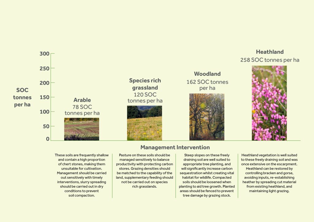 Arable.
78 SOC tonnes per ha.
These soils are frequently shallow and contain a high proportion
of chert stones, making them unsuitable for cultivation. Management should be carried out sensitively with timely interventions, slurry spreading should be carried out in dry conditions to prevent soil compaction.
Species rich grassland.
120 SOC tonnes per ha.
Pasture on these soils should be managed sensitively to balance productivity with protecting carbon stores. Grazing densities should be matched to the capability of the land, supplementary feeding should not be carried out on species rich grasslands.
Woodland. 
162 SOC tonnes per ha.
Steep slopes on these freely draining soil are well suited to appropriate tree planting, and will significantly increase carbon sequestration whilst creating vital habitat for wildlife. Compacted soils should be loosened when planting to aid tree growth. Planted
areas should be fenced to prevent tree damage by grazing stock.
Heathland.
258 SOC tonnes per ha.
Heathland vegetation is well suited to these freely draining soil and was once extensive on the escarpment. Heathland can be restored by controlling bracken and gorse,
avoiding inputs, re-establishing heather by spreading cut material from existing heathland, and maintaining light grazing.
