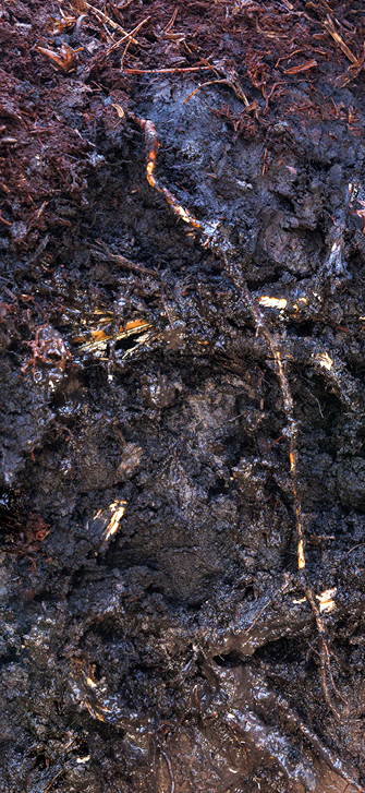 Peaty soil
