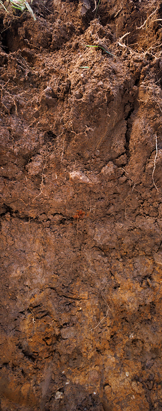 Medium soil