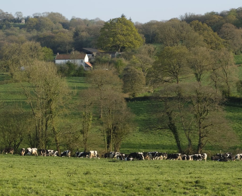 A heard of cows in a field with trees in the background