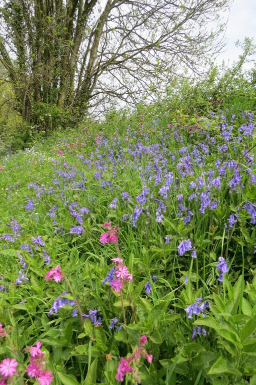 Colourful spring flowers in on a hedge bank