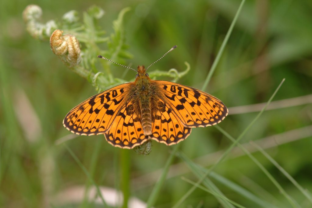 small pearl bordered fritillary butterfly